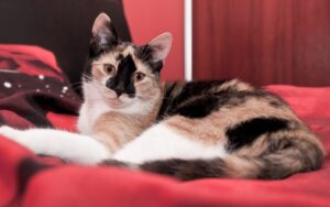 8 foto di gatti che hanno deciso di trasferirsi occupando case non loro