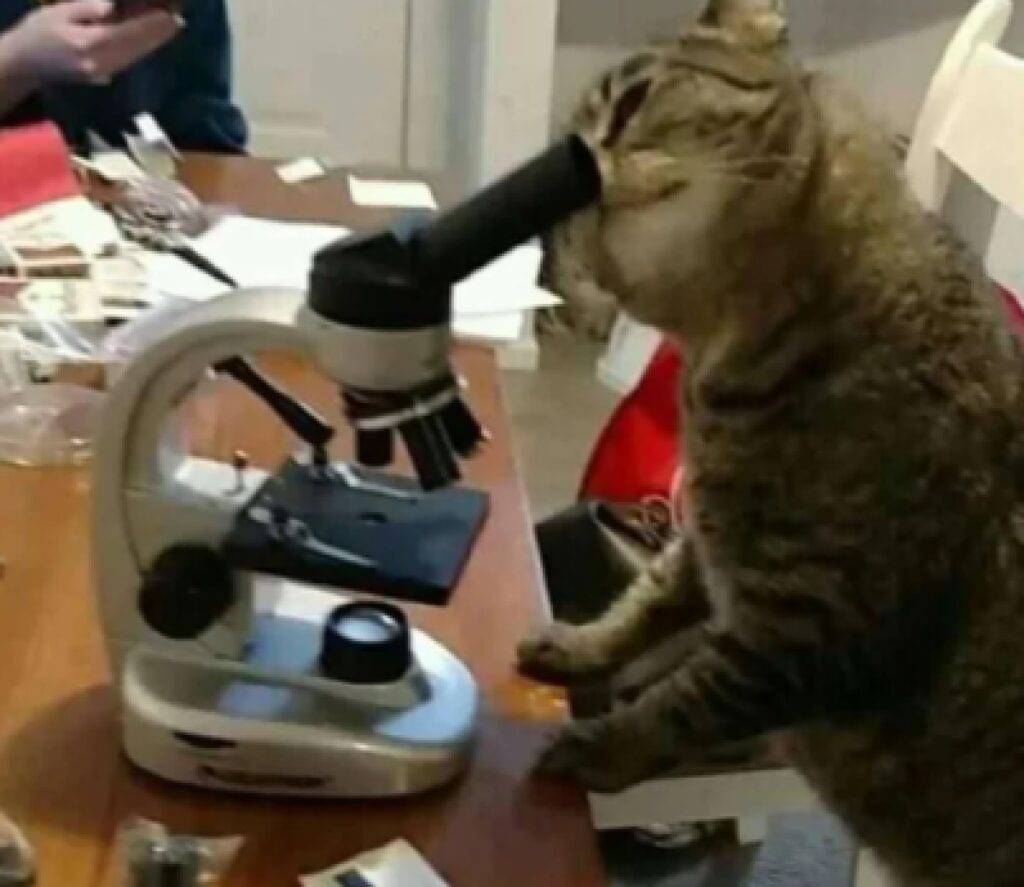 gatto analizza al microscopio