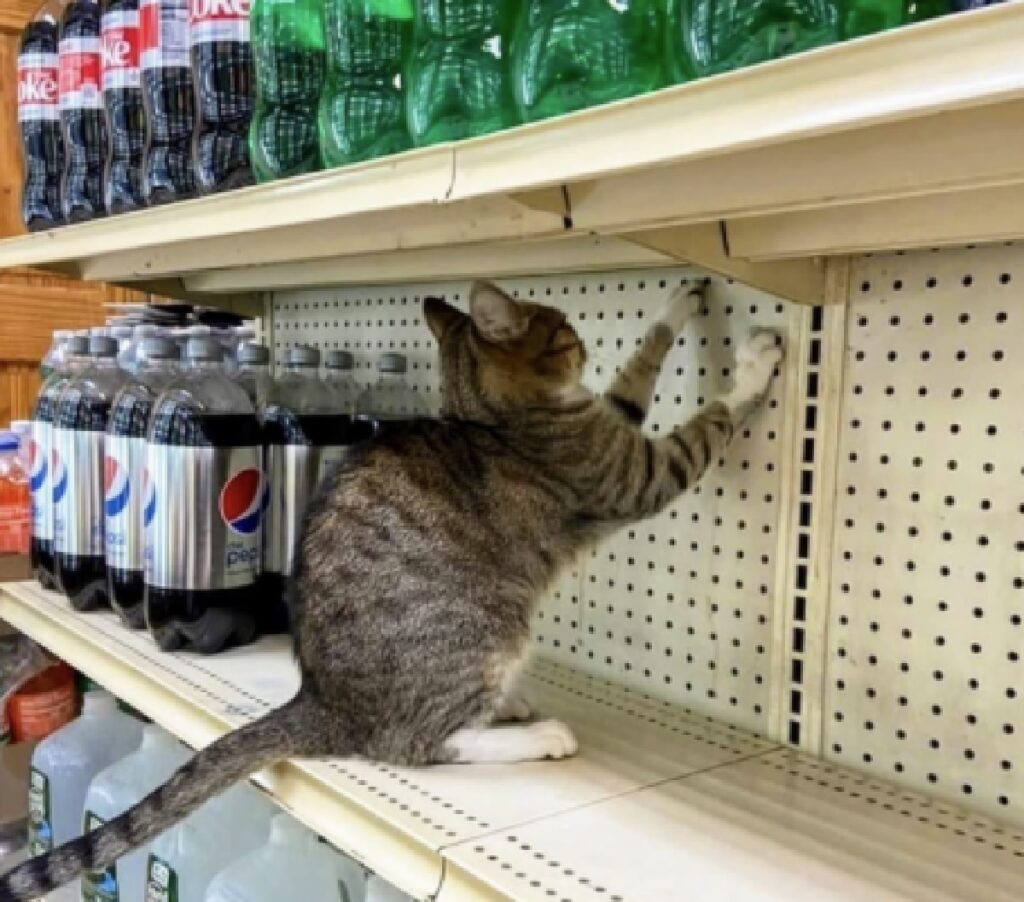gatto tuttofare supermercato
