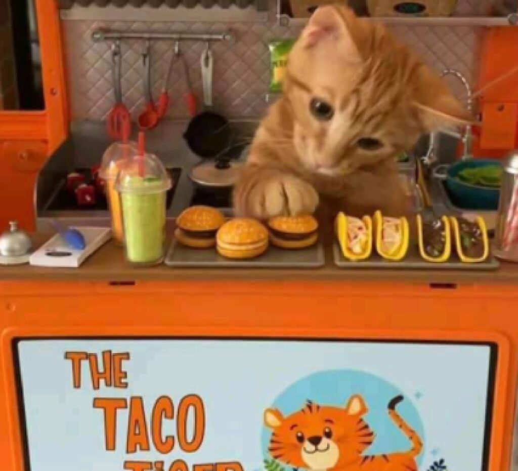 gatto serve in un fast food
