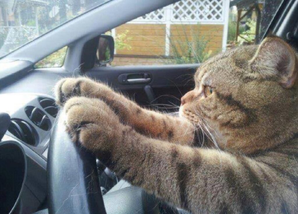 gatto al volante di un'auto