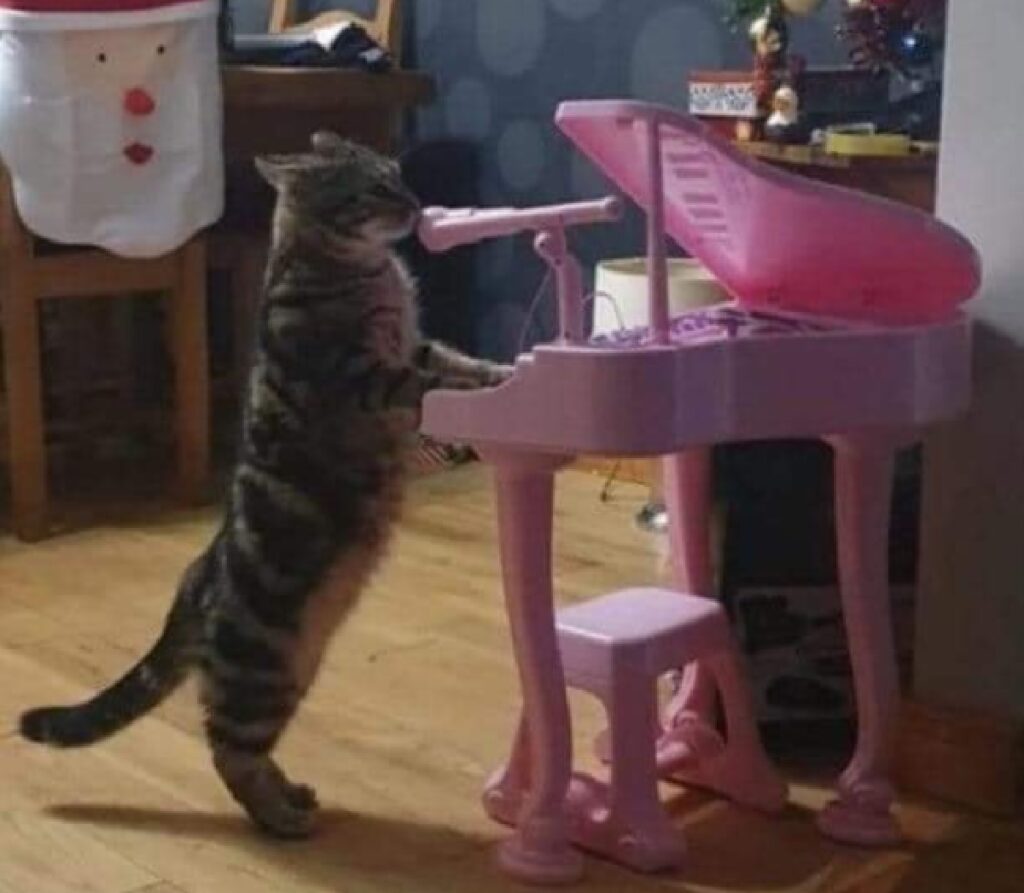 gatto artista musicista e cantante