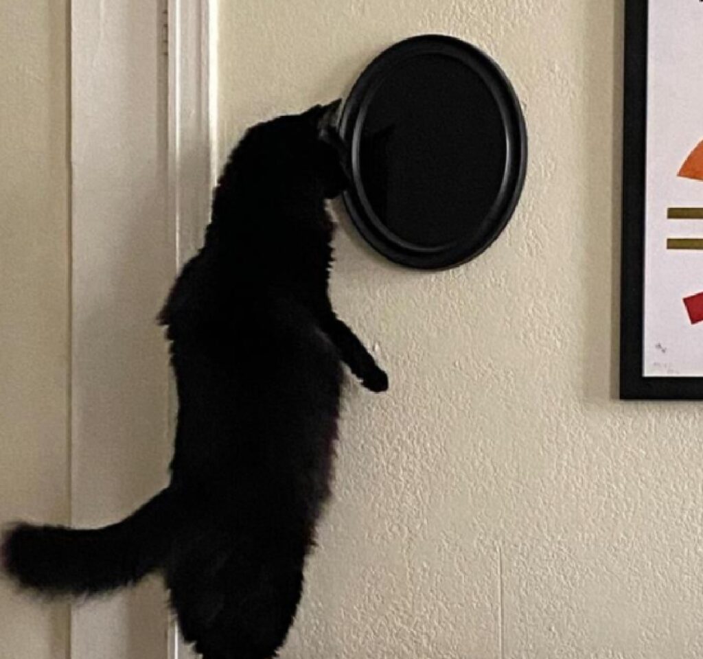 gatto fissa lo specchio