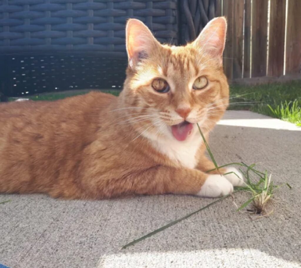 gatto sradica erba viale
