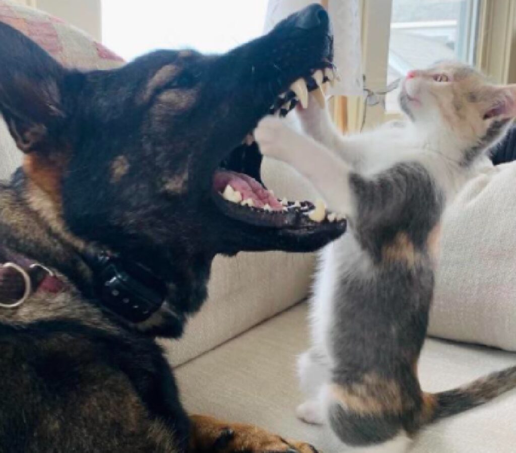 gattino controllo denti cane