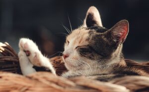 8 foto di gatti che hanno finalmente ottenuto il lavoro della loro vita
