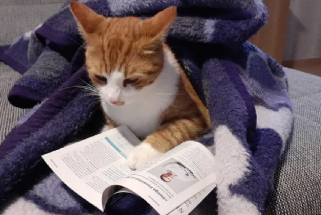 gatto legge il libro sotto coperte