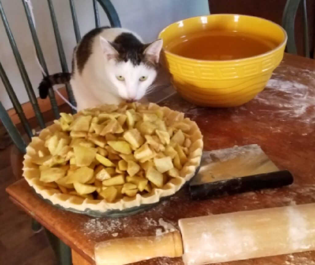 gatto assaggi cibo appena ammassato