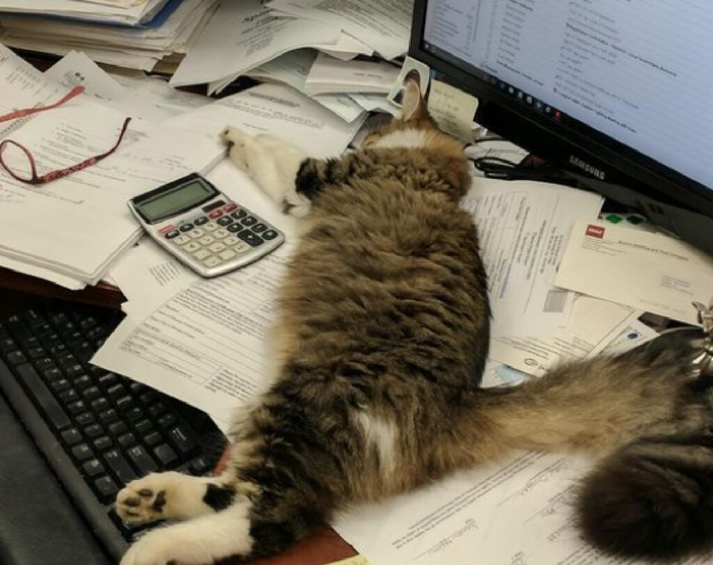 gatto da ufficio troppo stanco
