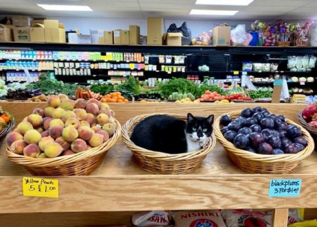 gatto riposa cesta frutta