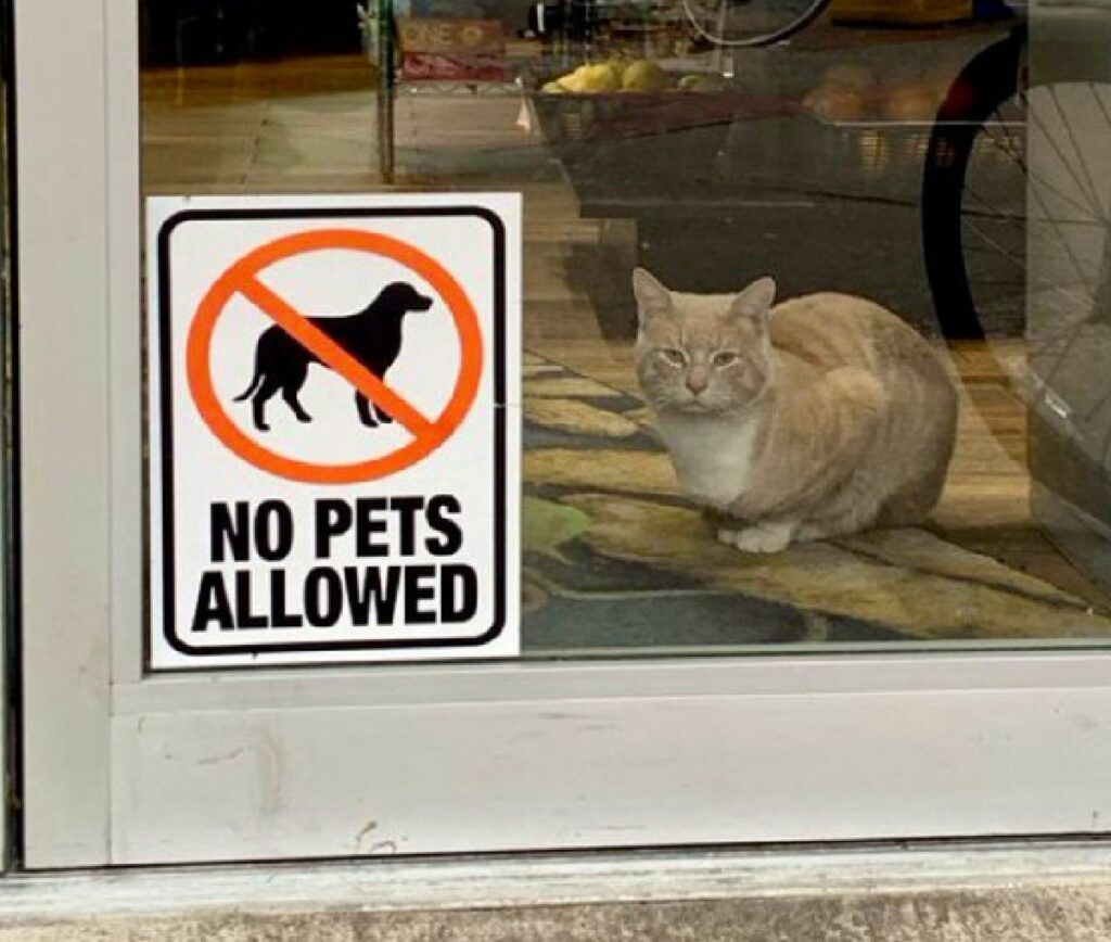 gatto davanti divieto porta