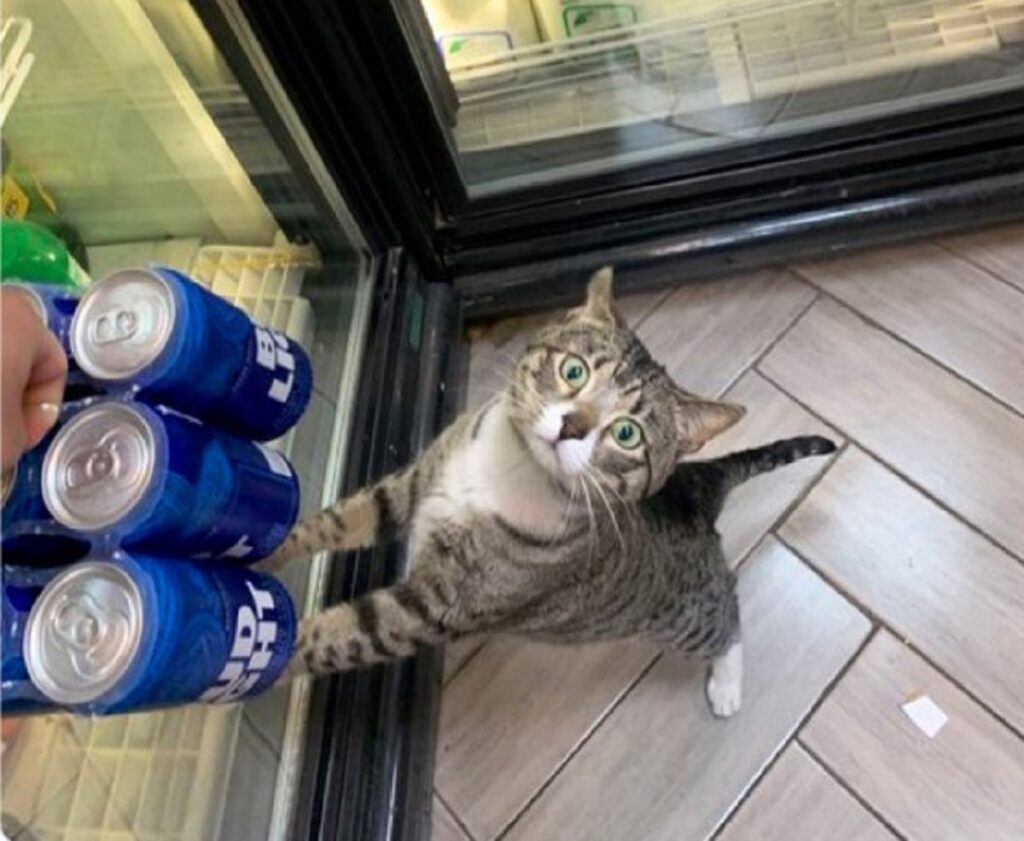 gatto osserva interessato le birre