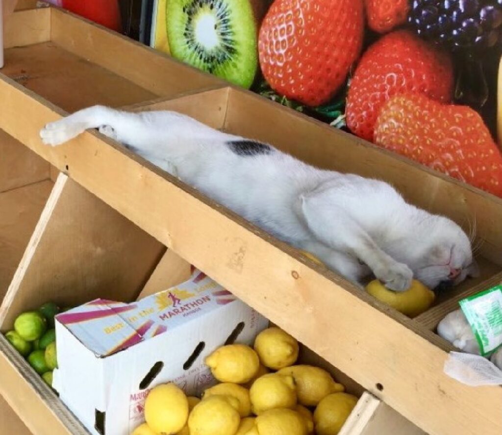 gatto dorme su un limone