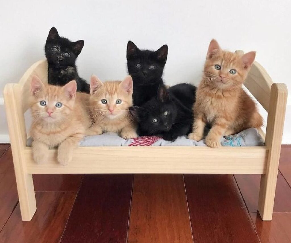 gatti gruppo stesso letto