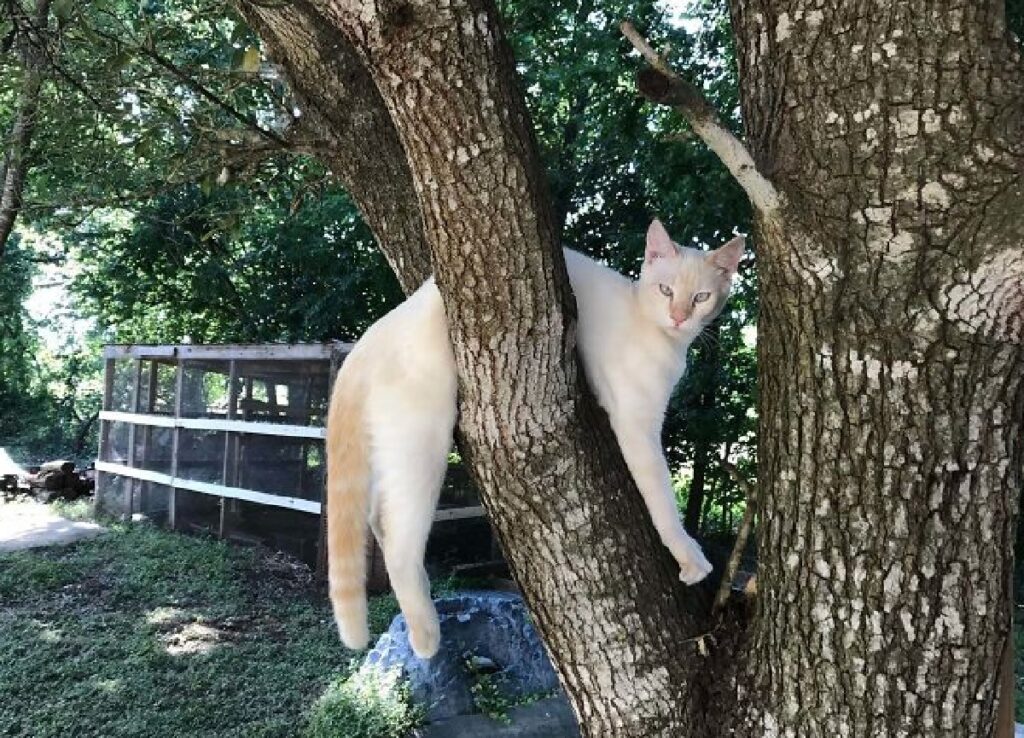 gattino bianco su pianta