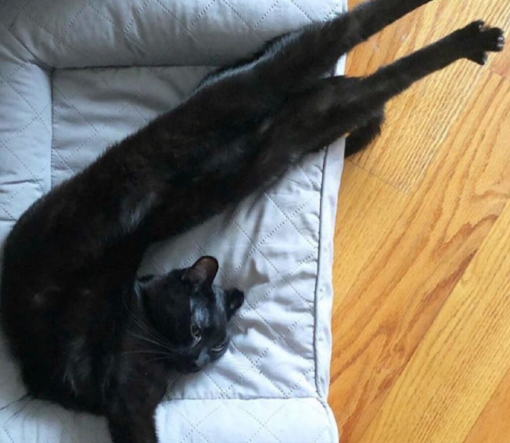gatto nero sembra fatto di gomma