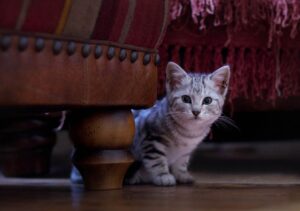 8 foto spassose di gatti che hanno riscontrato una sorta di malfunzionamento temporaneo