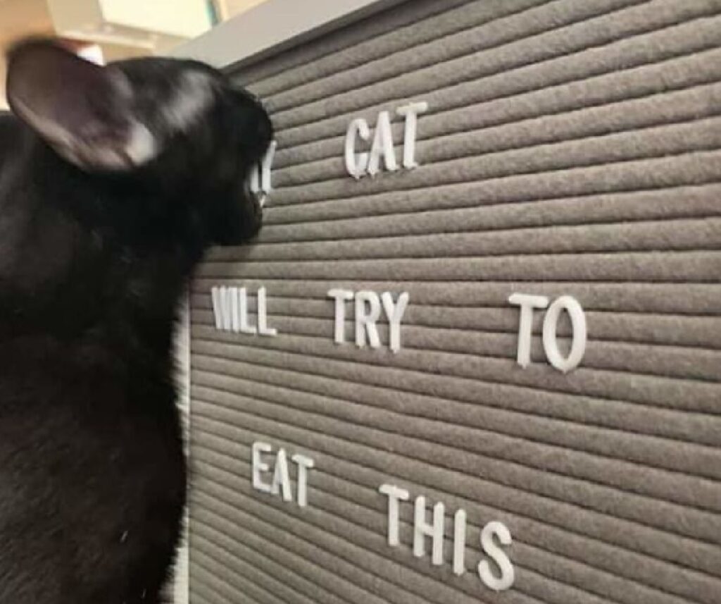 gattino nero mangia lettere
