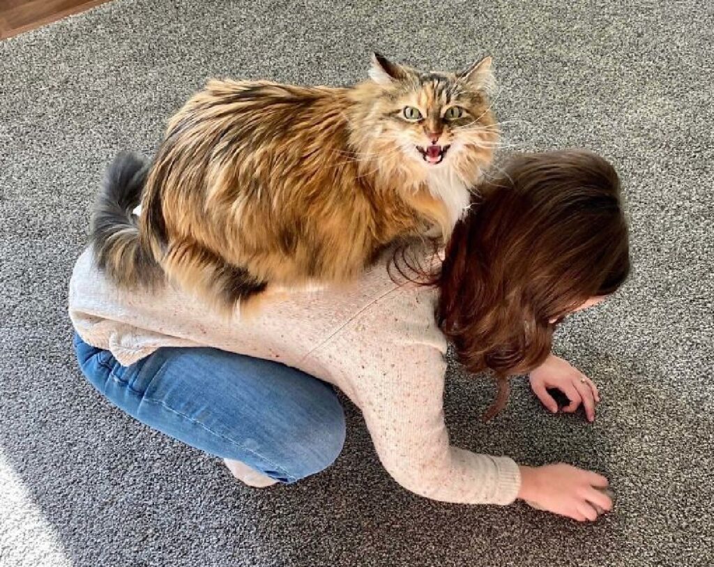 gatto si mette su schiena donna