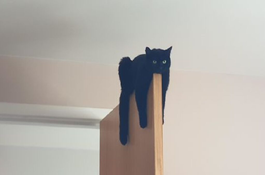 gatto nero su porta marrone