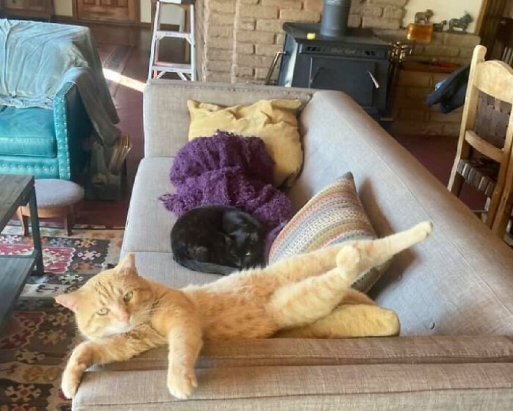 gatti distesi sul divano