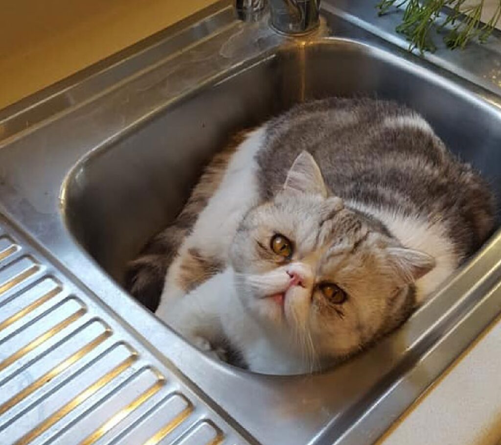 gatto nel lavandino casa