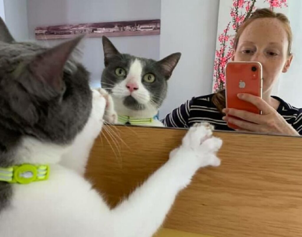 gatto fotografia scattata specchio