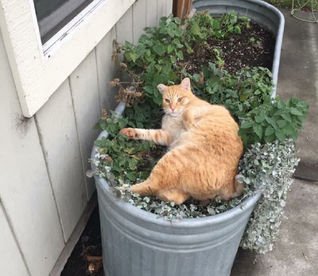 gatto rosso dorme in giardino