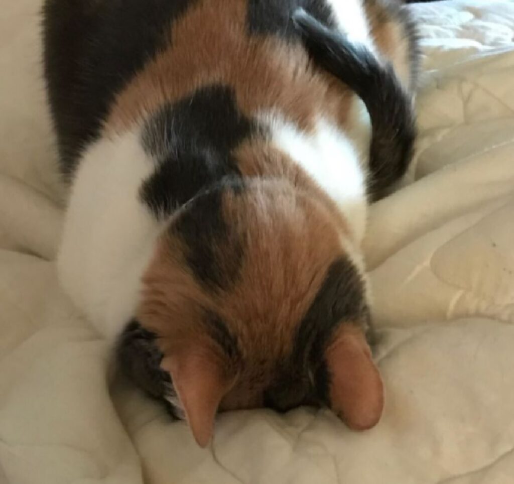 gatta calico testa su divano