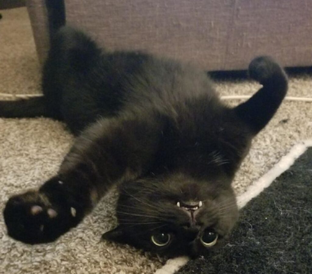 gatto nero disteso per terra