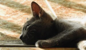 8 foto di gatti che insistono per dormire nei posti e nei modi meno consigliati