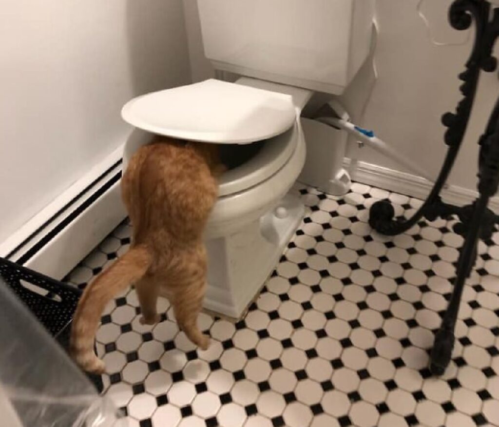 gatto tazza del bagno