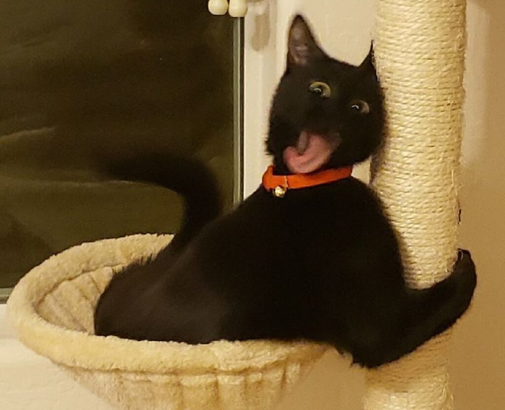 gatto nero collare arancione