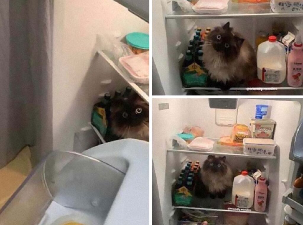 gatto ragdoll dentro frigo