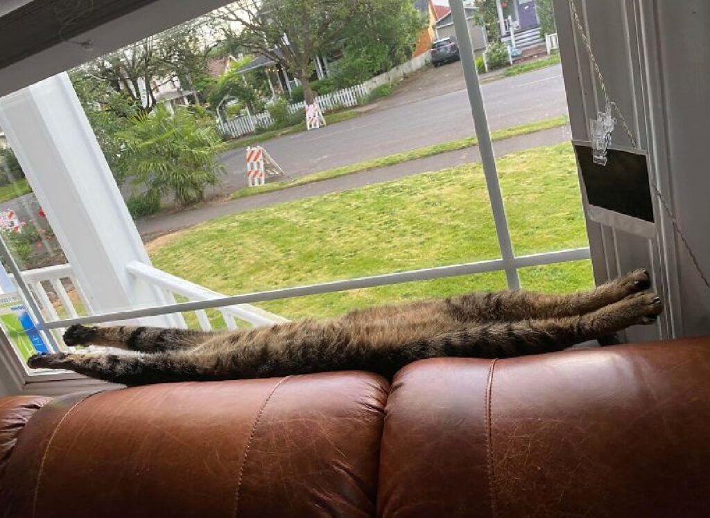 gatto disteso lungo come divano