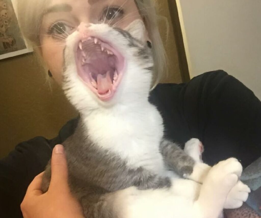 gatto bocca spalancata faccia umana
