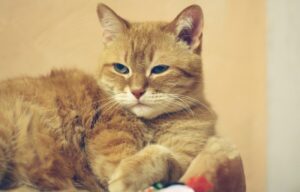 8 foto elettrizzanti di gatti che non sanno stare mai fermi
