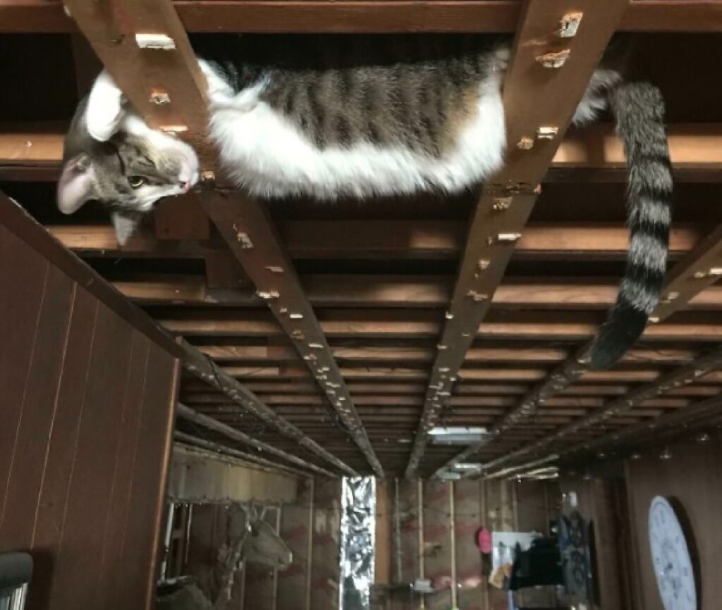 gatto sulle traverse di legno