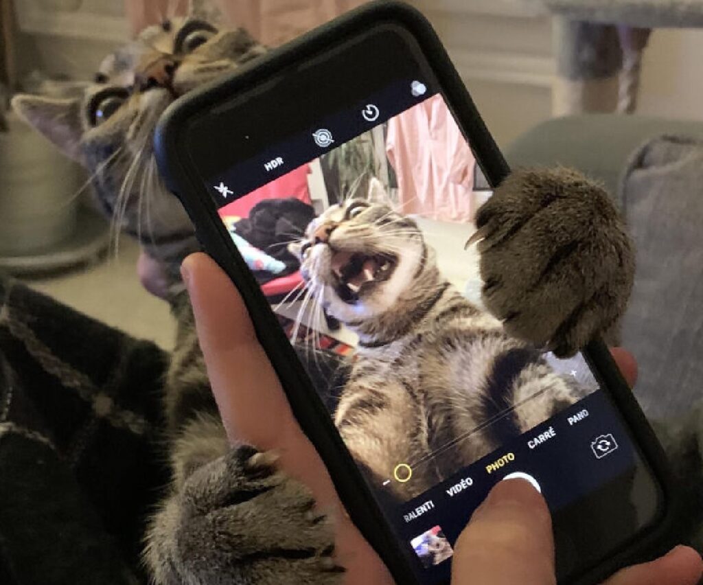 gatto attacca il telefono 