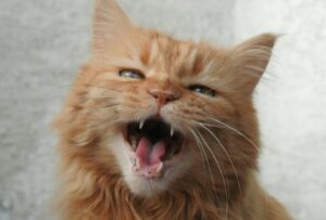 8 foto di gatti che si impegnano al massimo pur di strapparci un sorriso