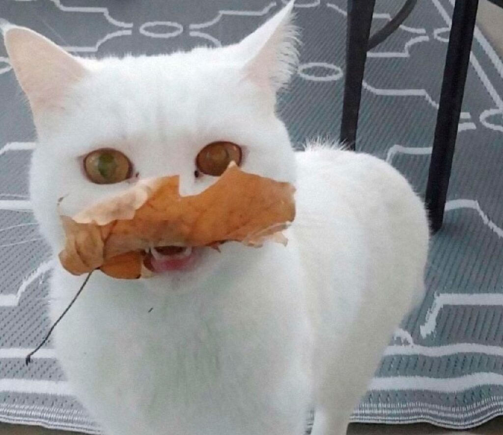 gatto bianco morde foglia