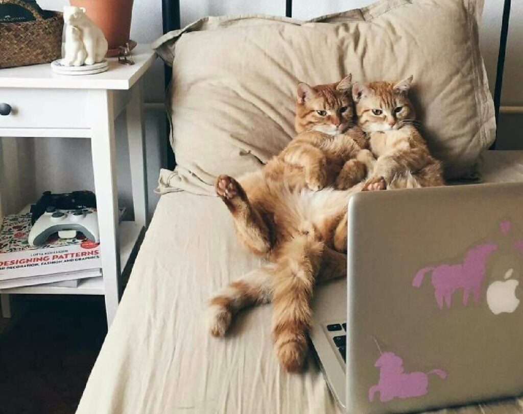 due gatti guardano computer