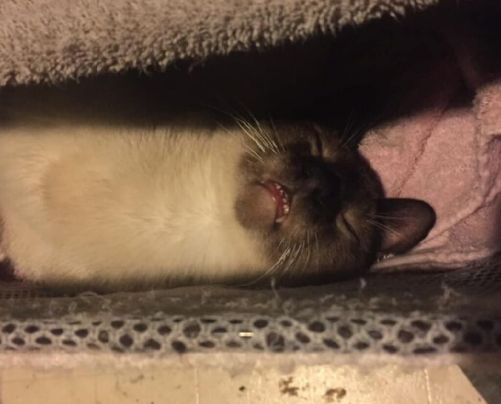 gattino apre bocca mentre riposa