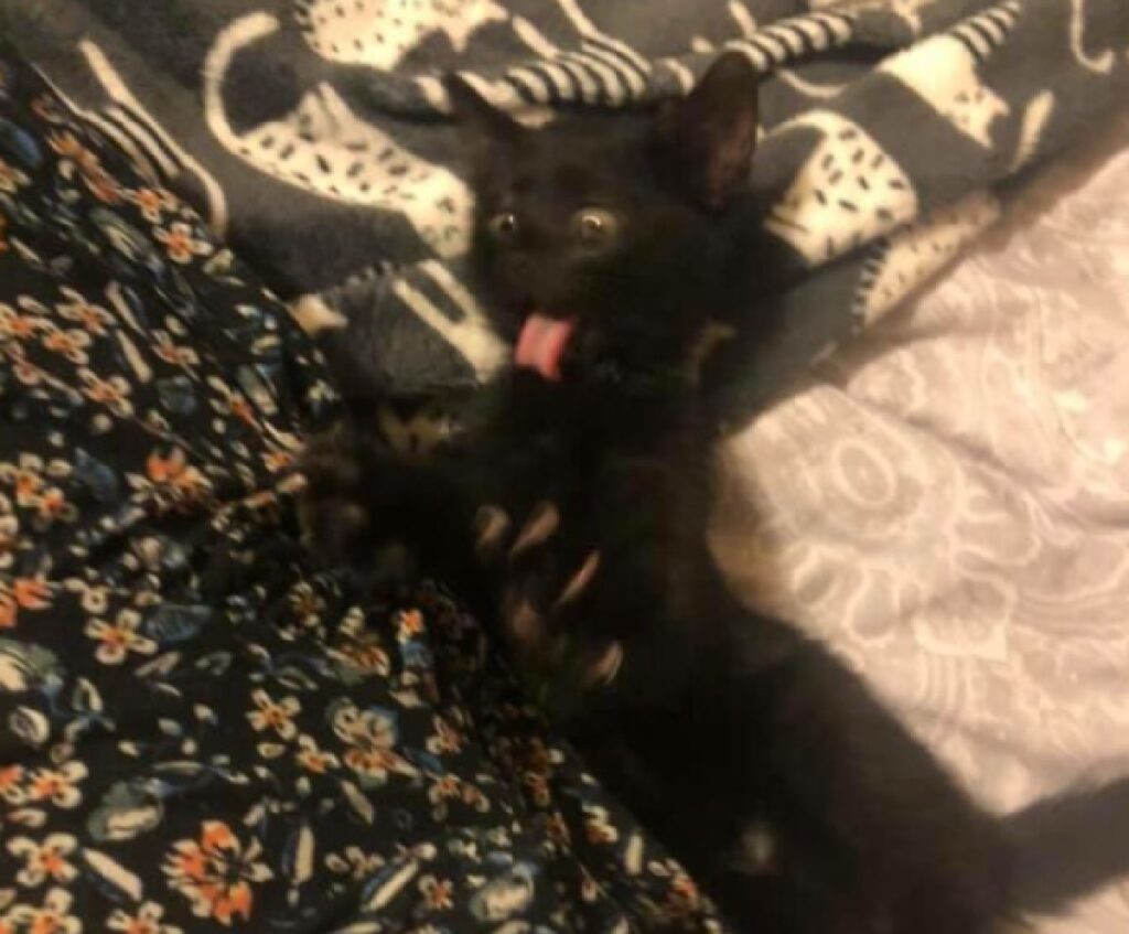 gatto nero sotto coperte