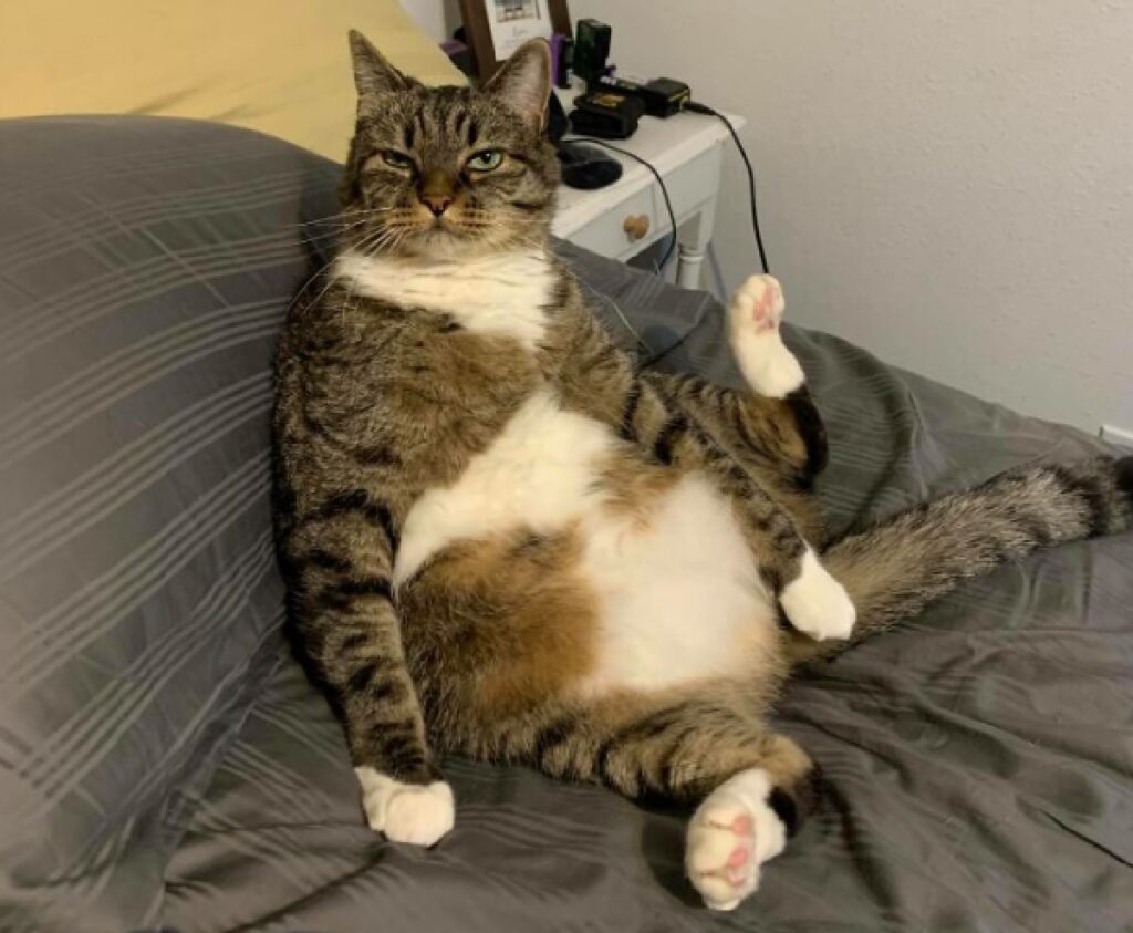 gatto grasso seduto comodamente