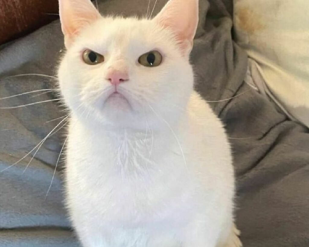 gatto bianco faccia contrariata