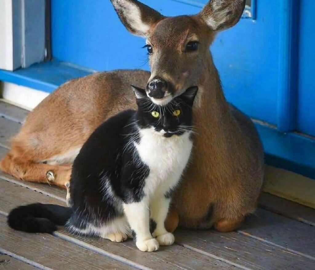 gatto insieme piccolo cervo