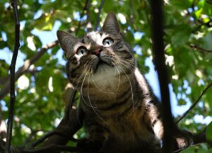 8 foto di gatti che trasformano le loro giornate in qualcosa di unico ed irripetibile