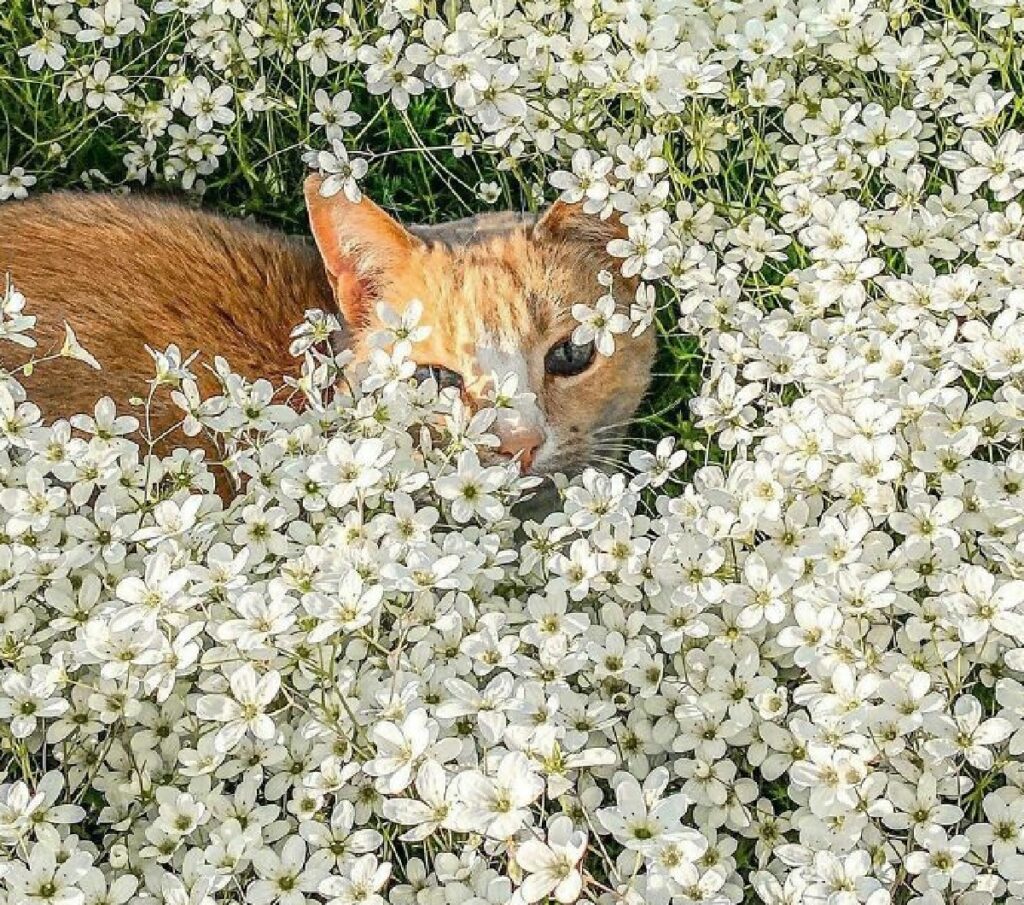 gatto rosso nascosto dai fiori