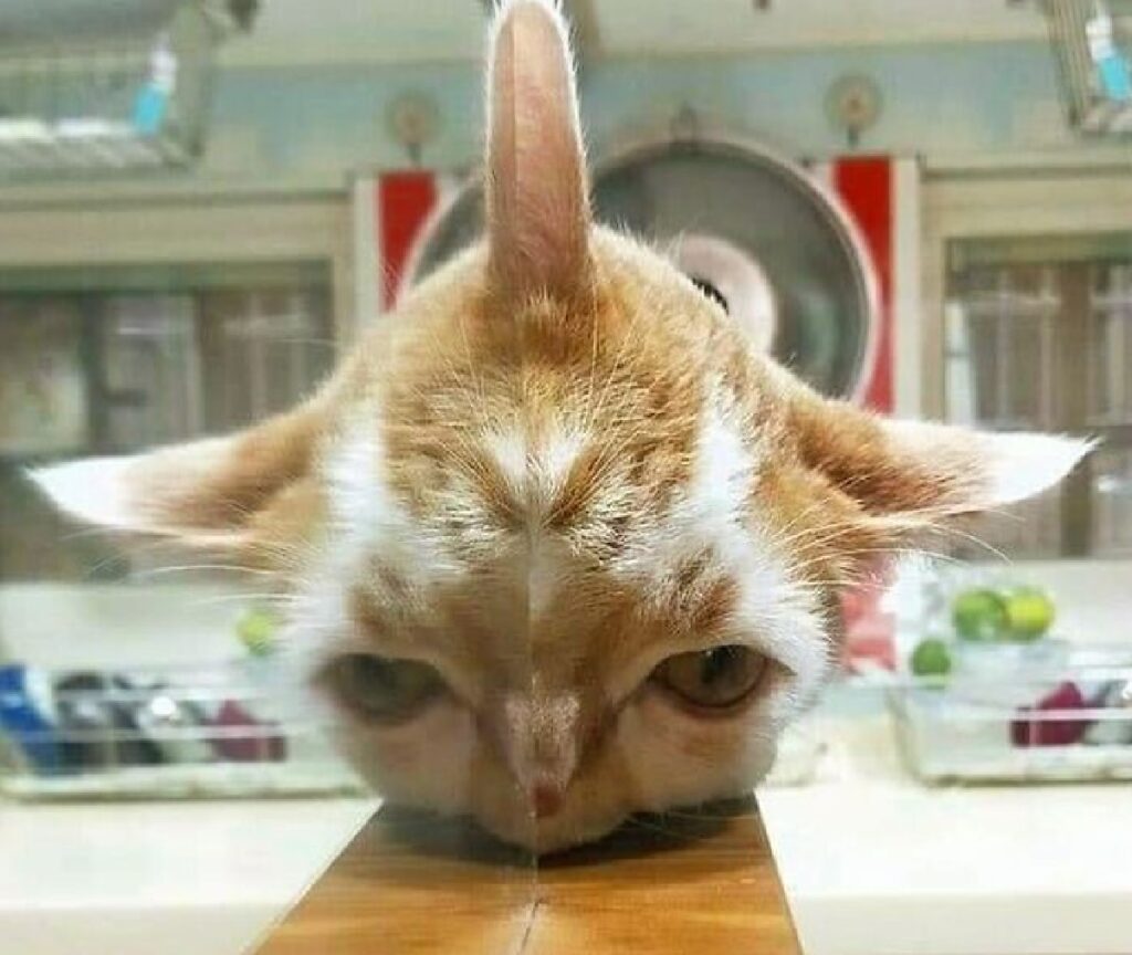 gatto specchio sforma testa